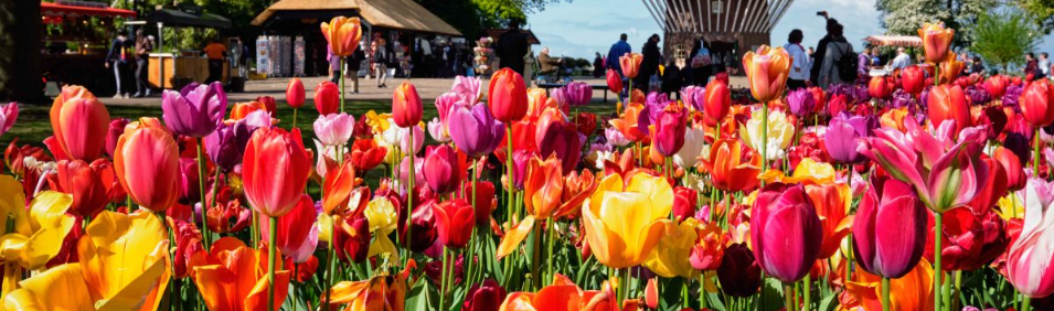 Keukenhof Gardens 이미지