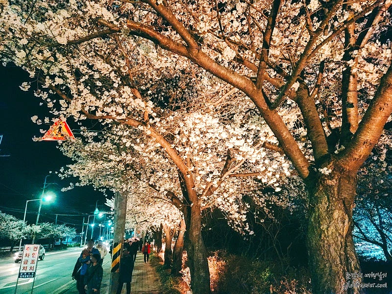 김제 꽃빛드리축제 먹거리 장터의 다양한 지역 특산물 음식과 부스 모습