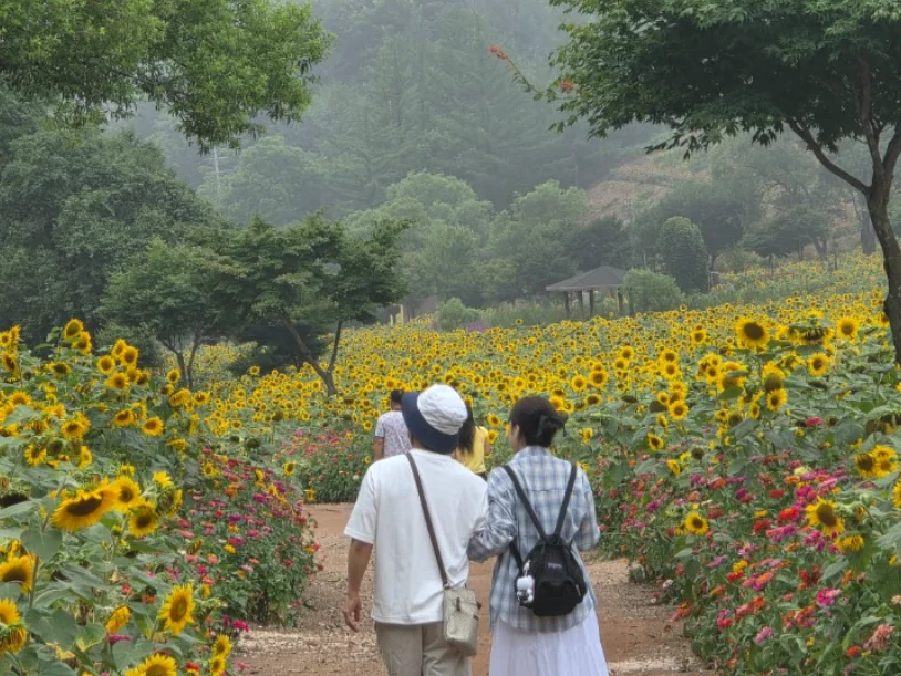 태백 해바라기축제의 길을 걷고 있는 방문객들