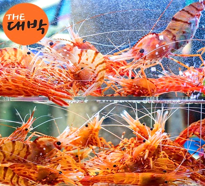 자연산 활 독도새우